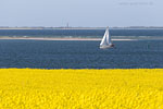 Rapsfelder am Meer