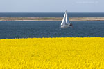 Rapsfelder am Meer