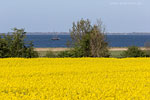 Rapsfelder am Meer