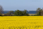 Rapsfelder am Meer