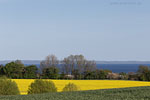 Rapsfelder am Meer