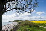 Rapsfelder am Meer