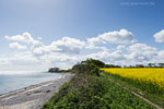Rapsfelder am Meer