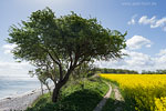 Rapsfelder am Meer