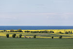 Rapsfelder am Meer