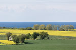 Rapsfelder am Meer