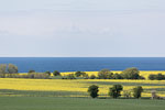 Rapsfelder am Meer