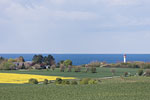 Rapsfelder am Meer
