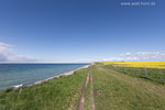 Rapsfelder am Meer