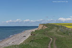 Rapsfelder am Meer