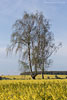 Rapsfelder