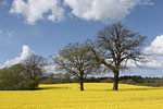 Rapsfelder