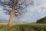 Rapsfelder