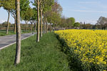 Rapsfelder