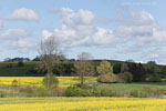 Rapsfelder