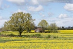 Rapsfelder