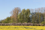 Rapsfelder