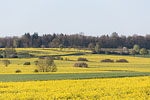 Rapsfelder