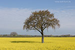 Rapsfelder