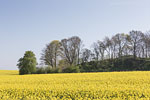 Rapsfelder