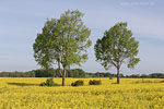 Rapsfelder