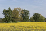 Rapsfelder