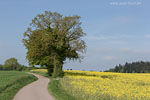 Rapsfelder
