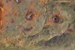 Rost