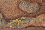 Rost