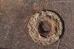 Rost