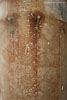 Rost