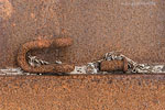 Rost