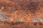 Rost