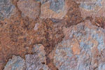 Rost