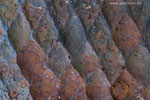 Rost