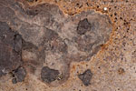 Rost