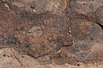 Rost