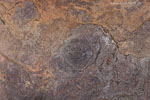 Rost
