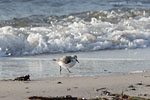 Sanderling