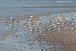 Sanderling
