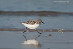 Sanderling