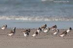 Sanderling