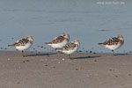 Sanderling