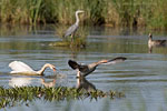 Hckerschwan attackiert Graugans