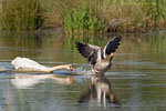 Hckerschwan attackiert Graugans