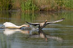 Hckerschwan attackiert Graugans