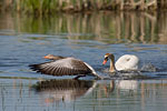 Hckerschwan attackiert Graugans