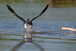 Hckerschwan attackiert Graugans