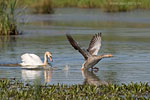 Hckerschwan attackiert Graugans