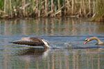 Hckerschwan attackiert Graugans